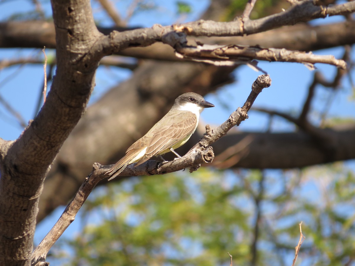 Thick-billed Kingbird - Oveth Fuentes