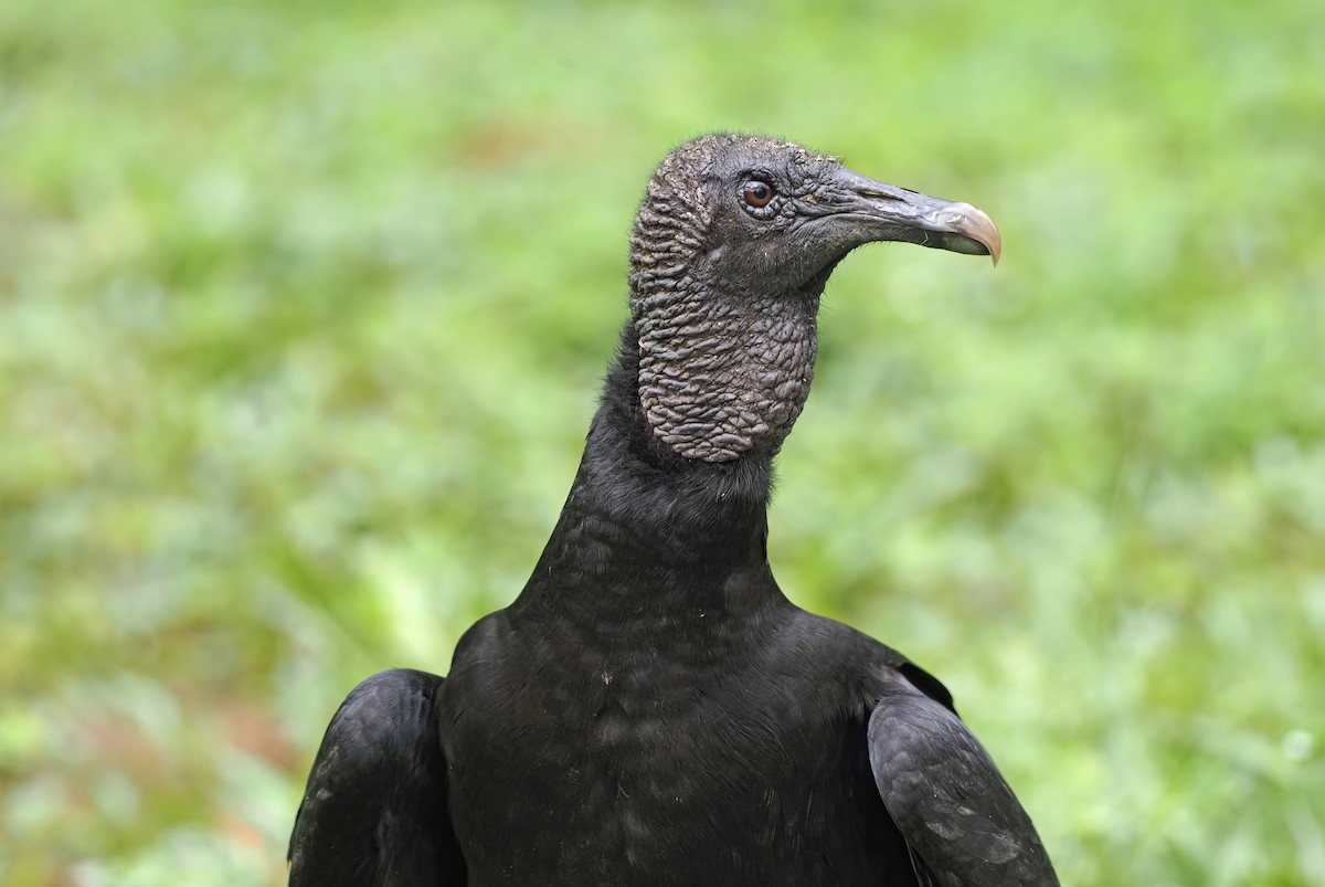 Black Vulture - Sam Woods