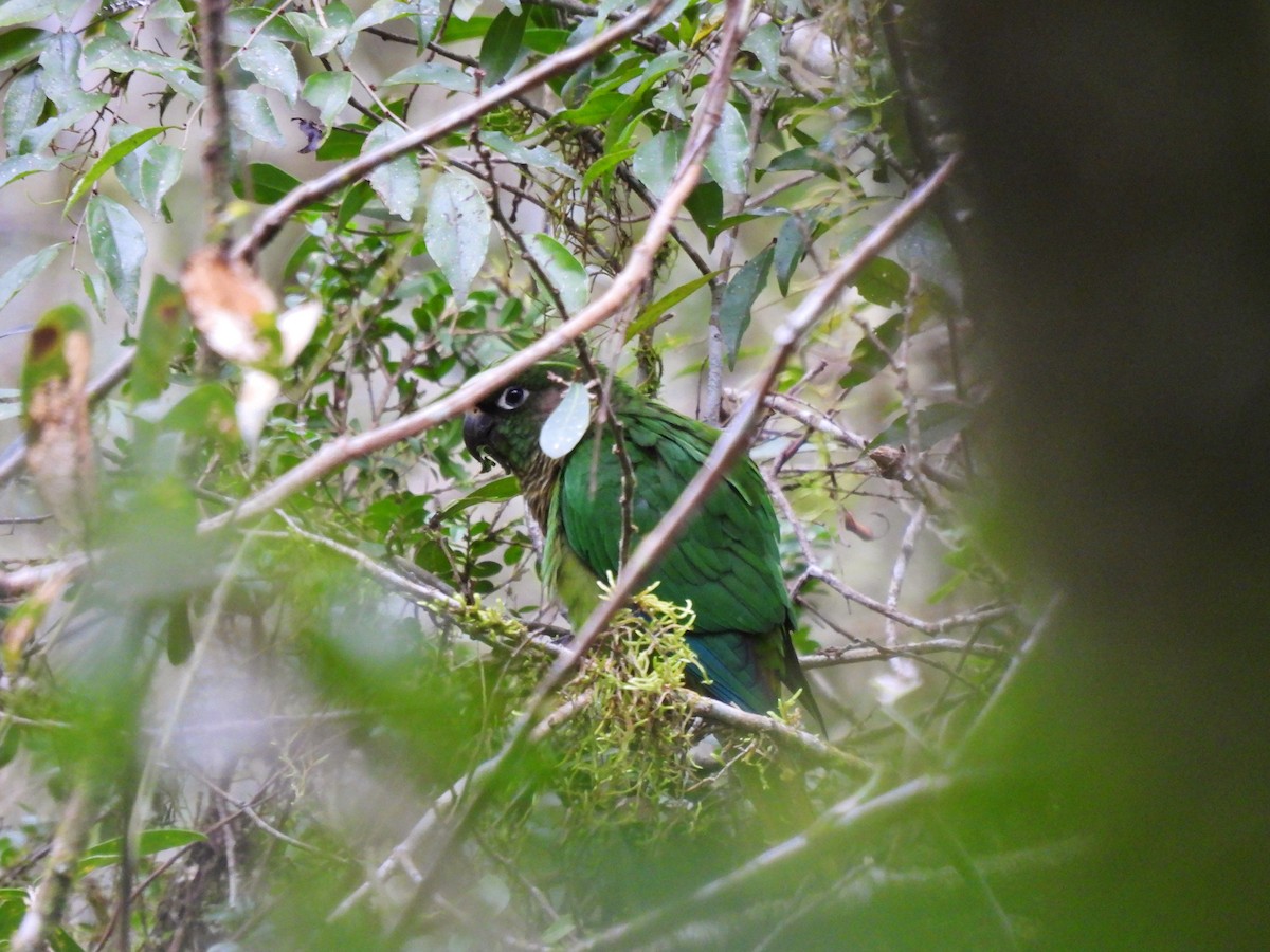 Maroon-bellied Parakeet (Green-tailed) - ML458093031