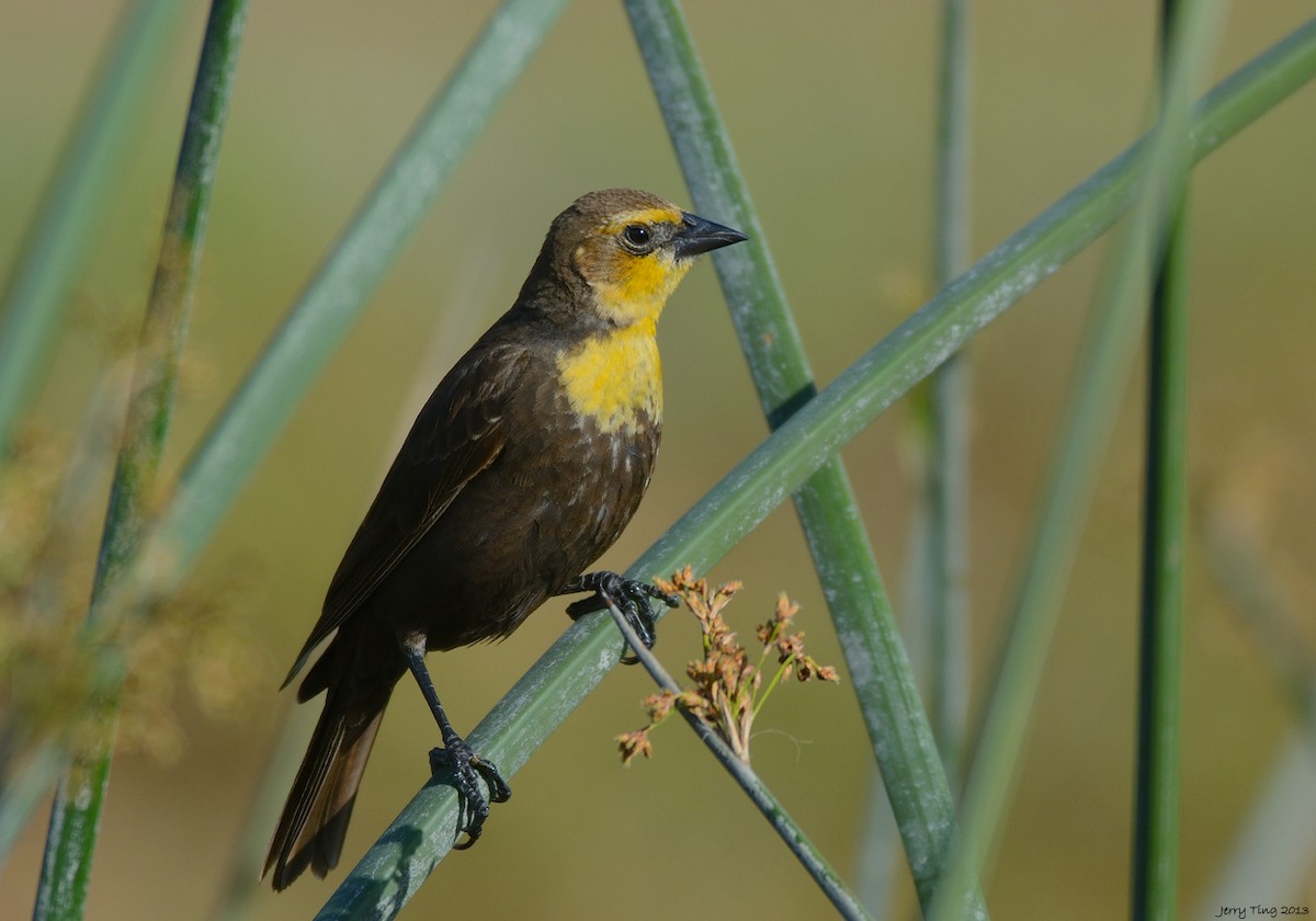 Yellow-headed Blackbird - Jerry Ting