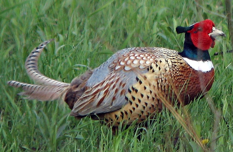 Ring-necked Pheasant - Ted Keyel
