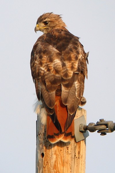 Red-tailed Hawk - Ted Keyel