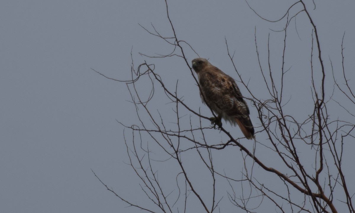 Red-tailed Hawk - ML458107971