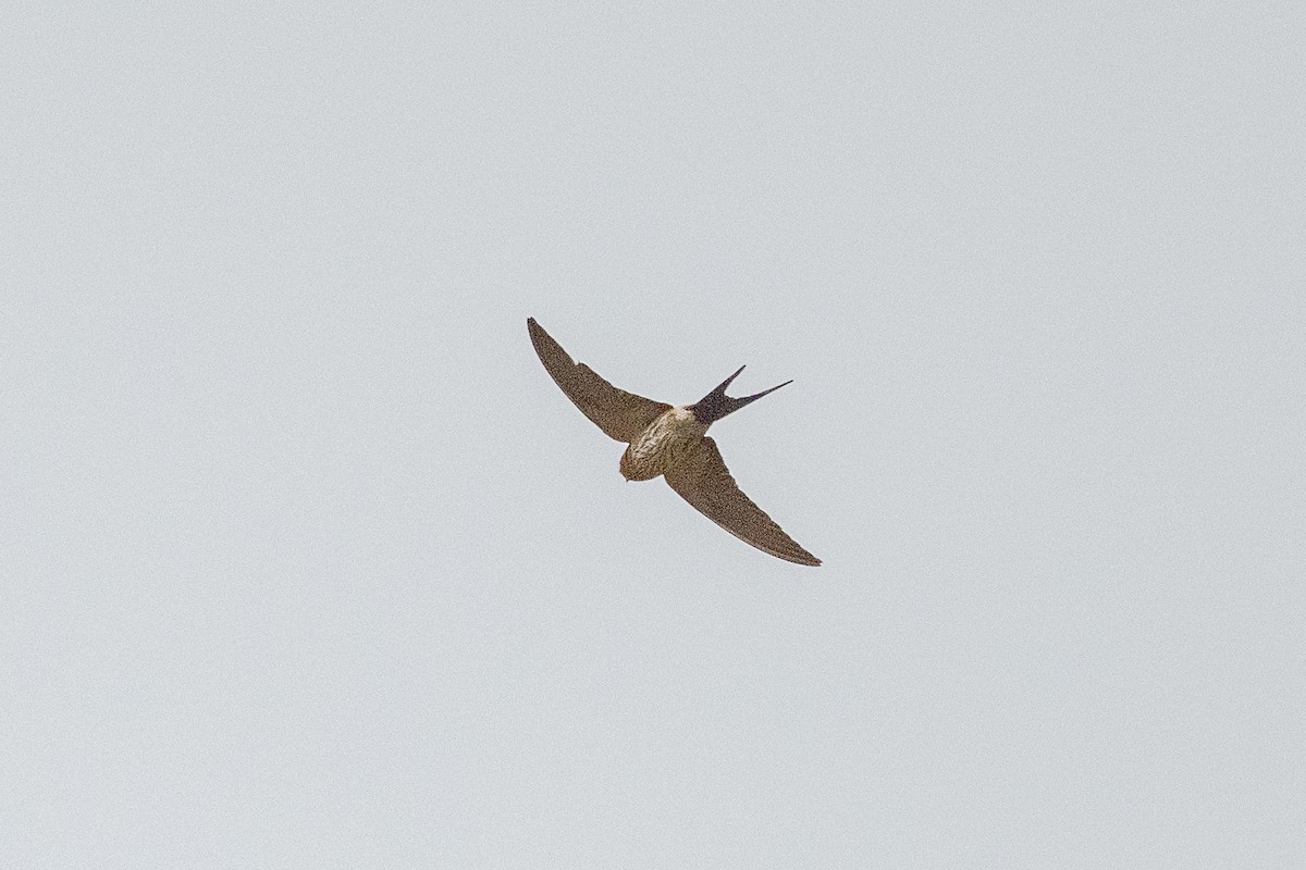 Red-rumped Swallow - ML458110331