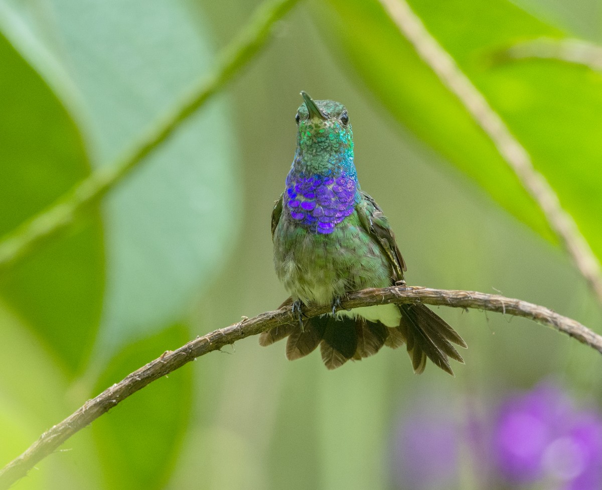 Purple-chested Hummingbird - ML458113251