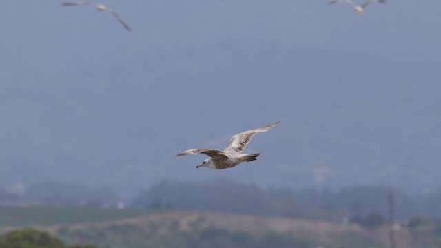 Калифорнийская чайка - ML458113851