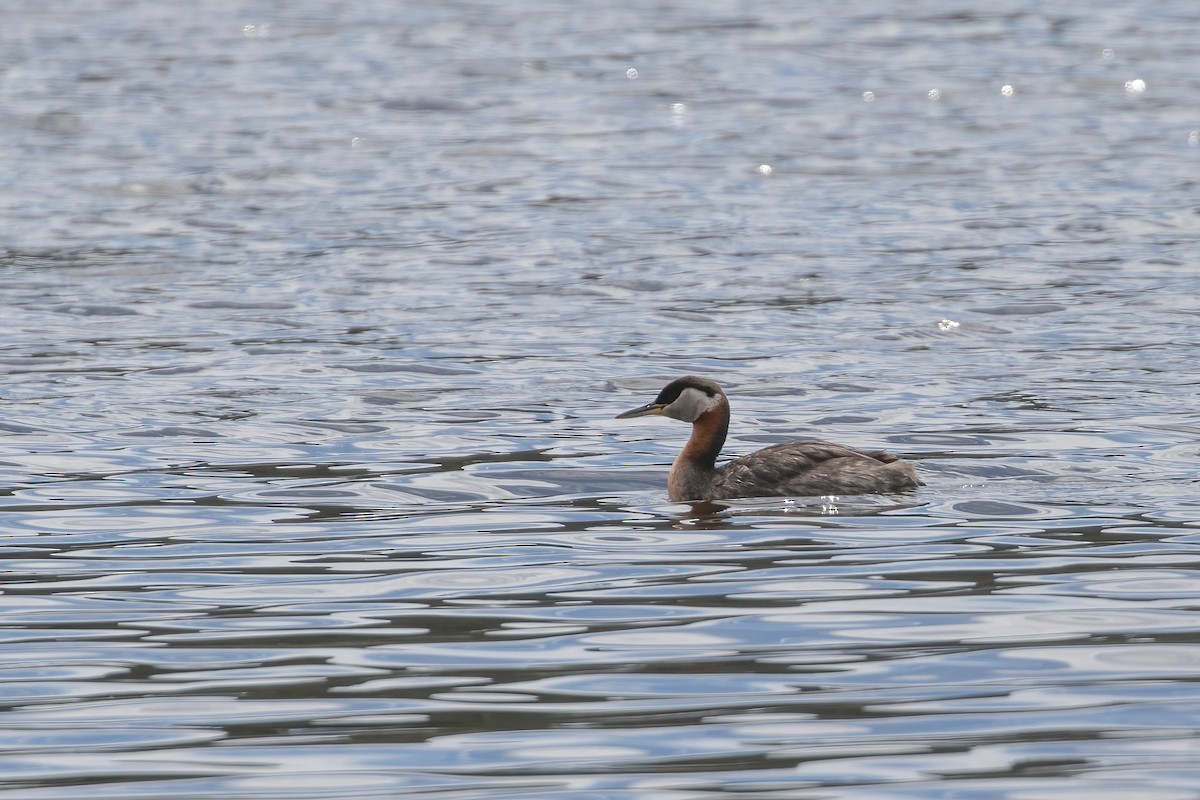 Red-necked Grebe - ML458116091