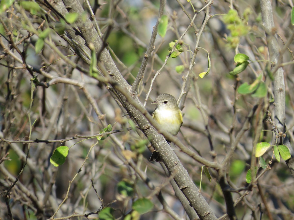 Warbling Vireo - Oveth Fuentes