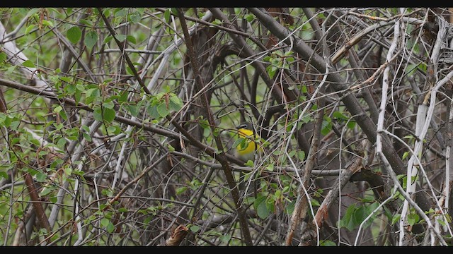 Yellow-breasted Chat - ML458118121