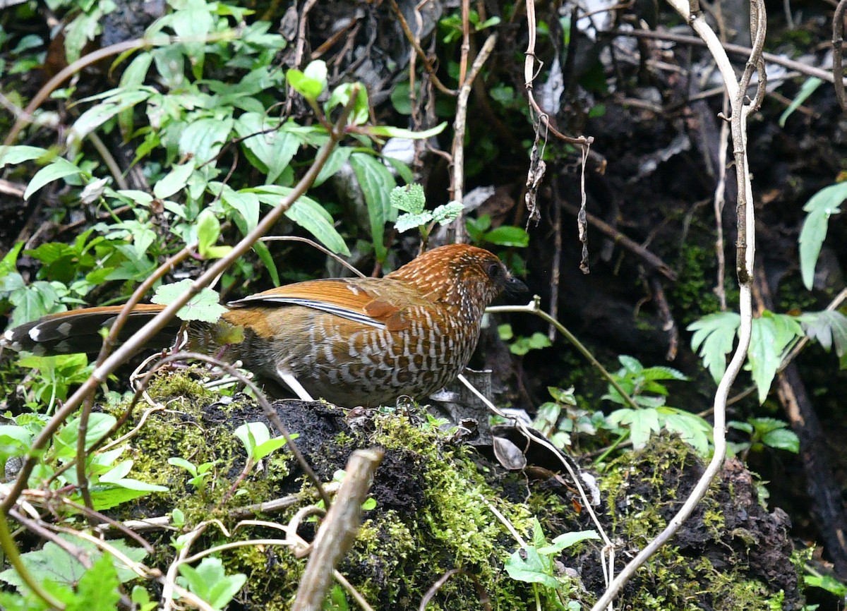 Brown-capped Laughingthrush - ML458118441