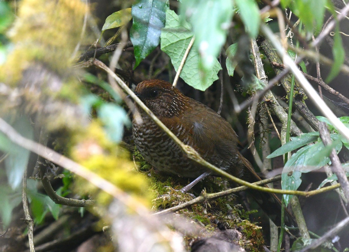 Brown-capped Laughingthrush - ML458118461