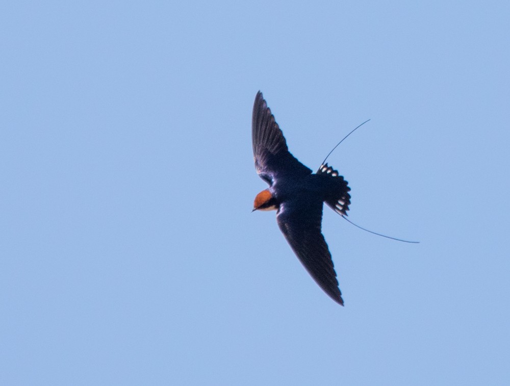Wire-tailed Swallow - ML45811861