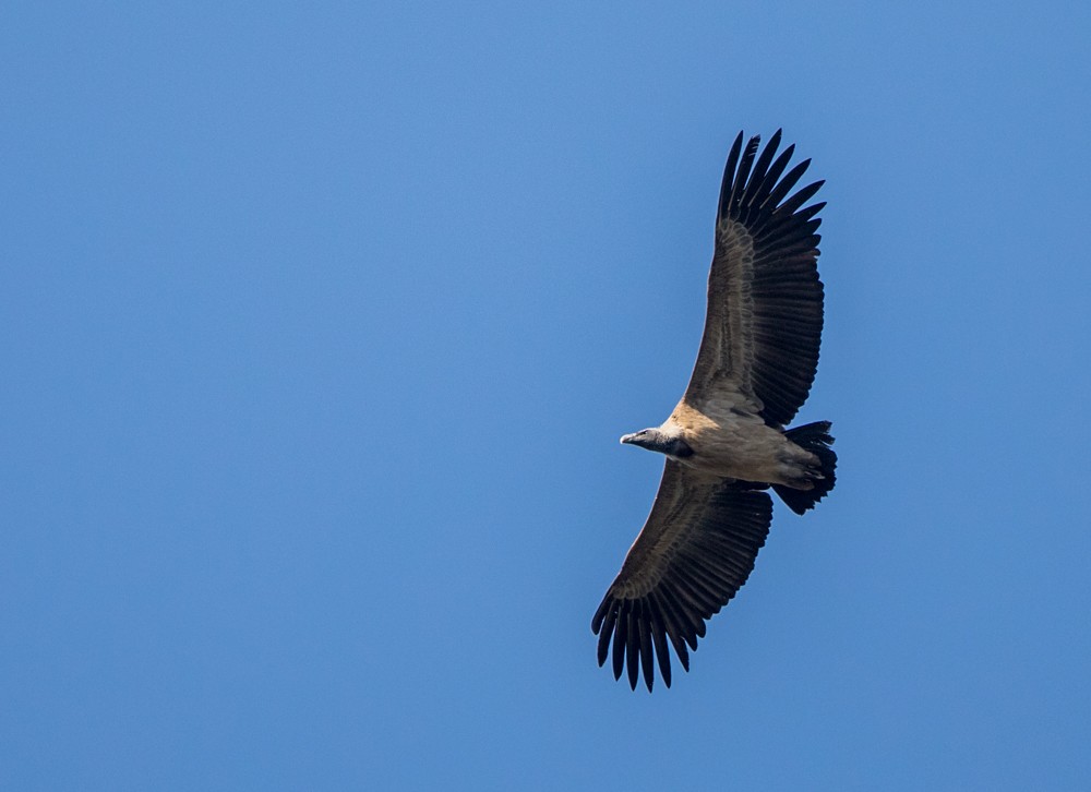 Indian Vulture - Rhys Marsh