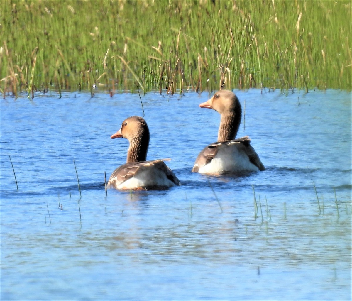 Ebird Checklist Jun Kougarok Rd Pilgrim River Species