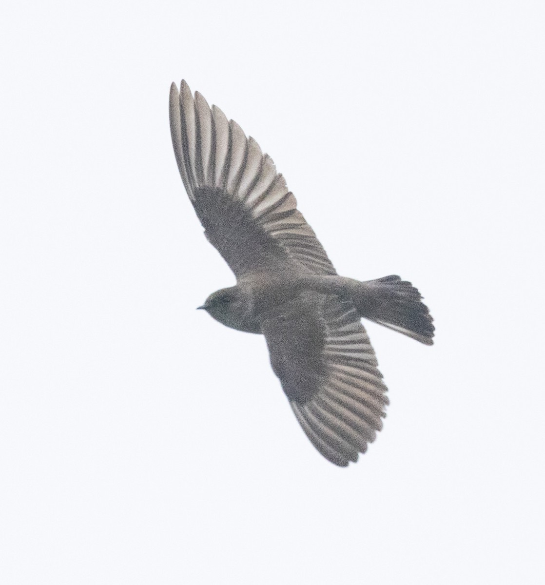 Northern Rough-winged Swallow - ML458120291