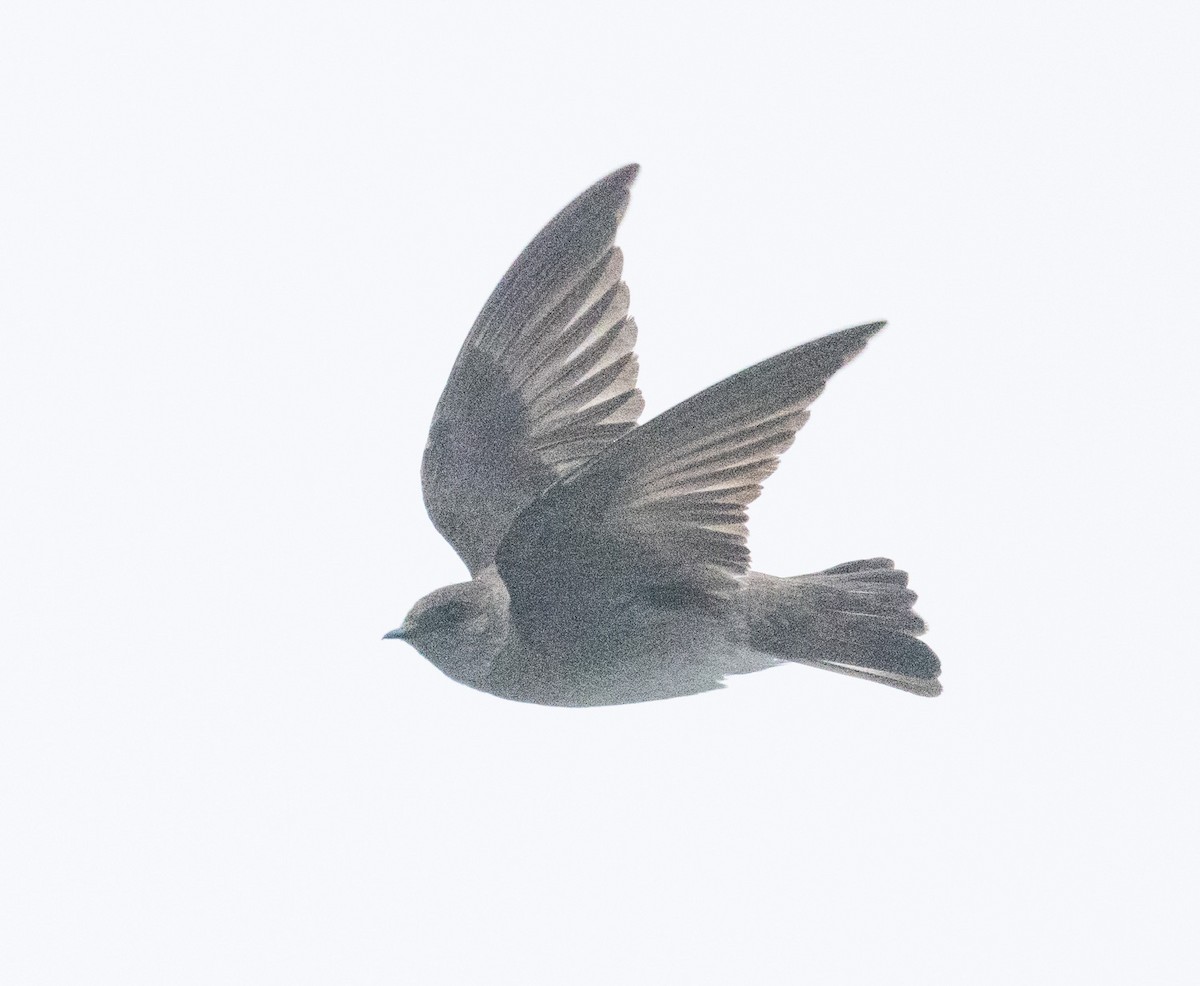 Northern Rough-winged Swallow - ML458120301