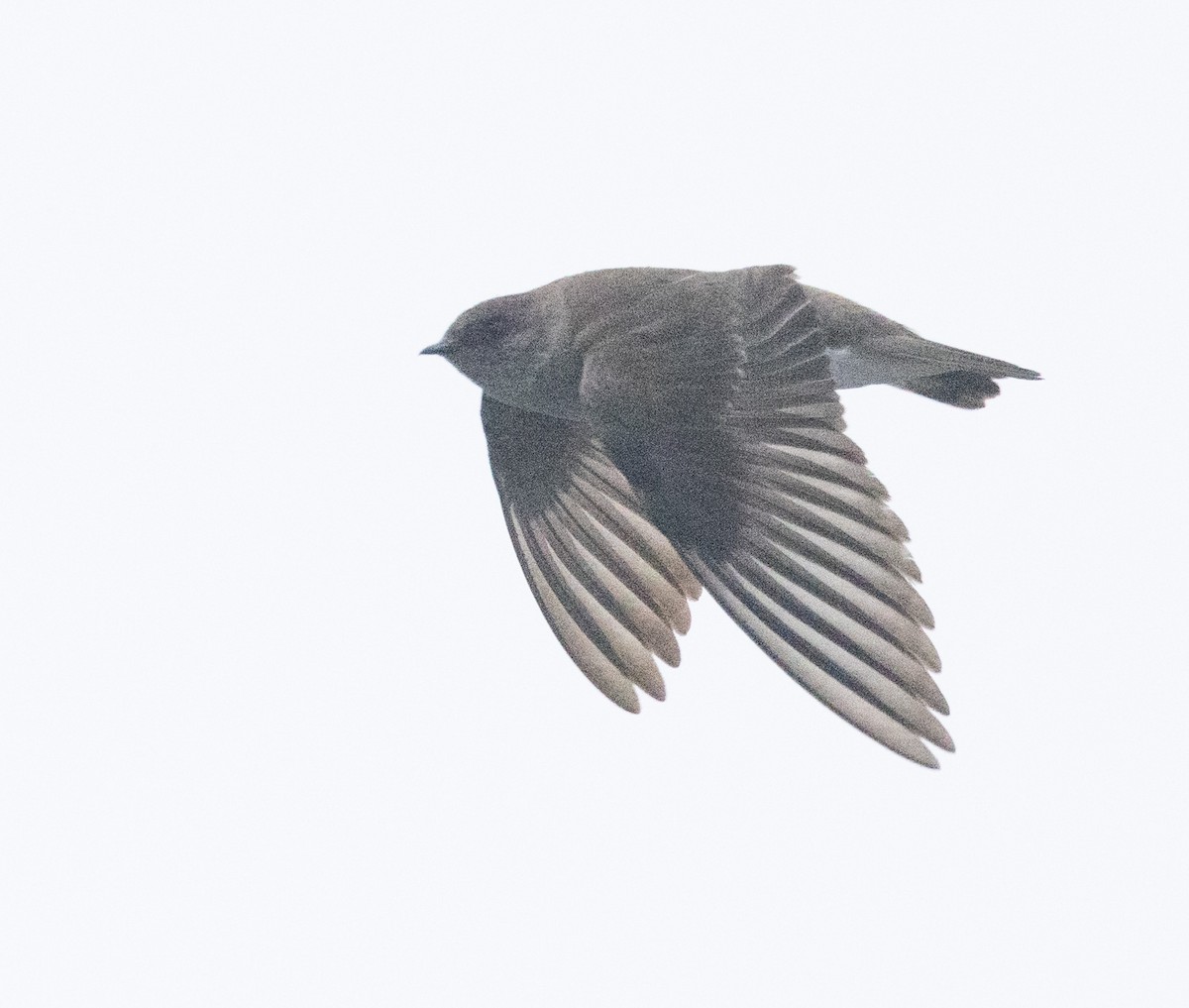 Northern Rough-winged Swallow - ML458120311