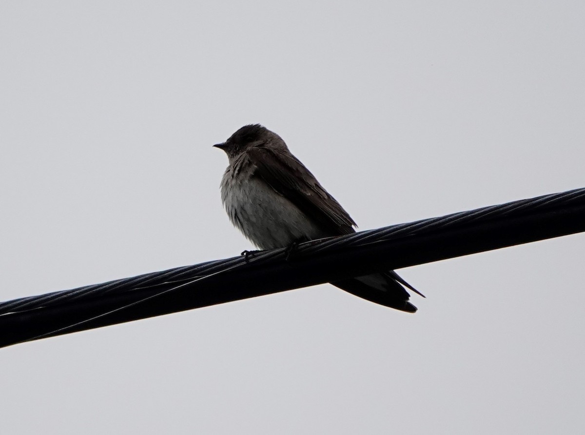 Northern Rough-winged Swallow - ML458120571