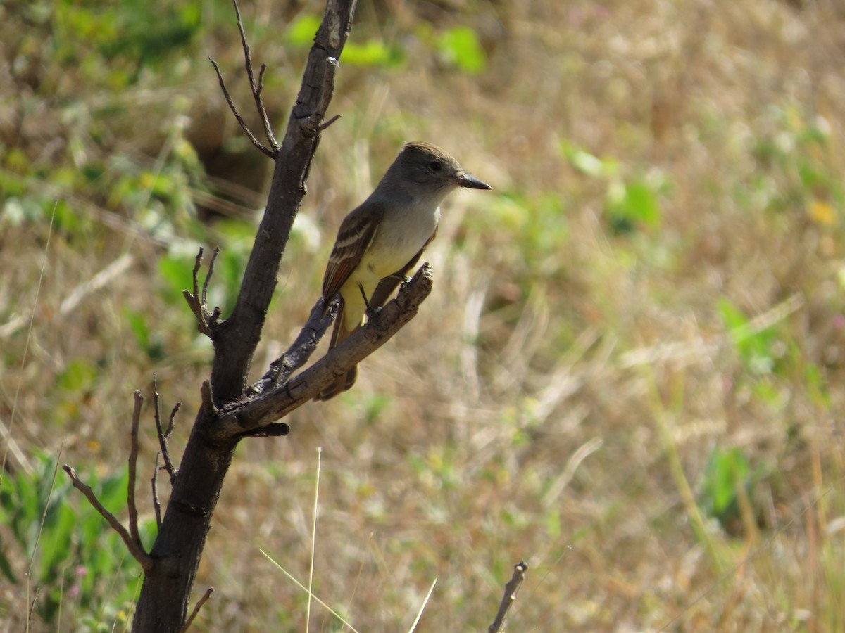 Brown-crested Flycatcher - Oveth Fuentes
