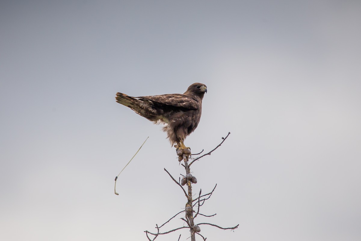 Red-tailed Hawk - ML458124461
