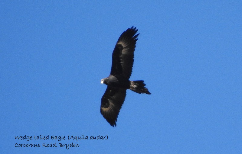 Wedge-tailed Eagle - ML458128591