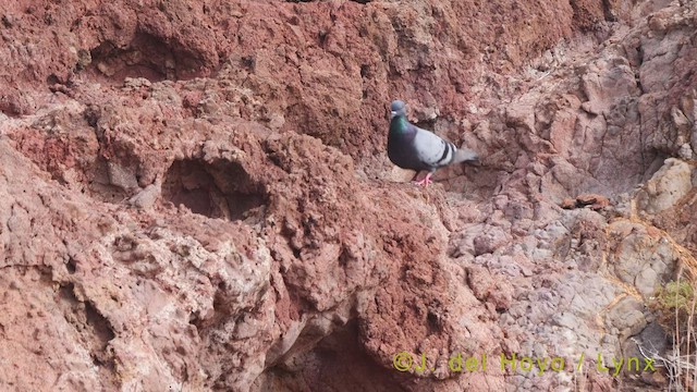 Rock Pigeon (Feral Pigeon) - ML458132861