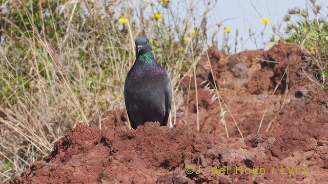 Rock Pigeon (Feral Pigeon) - ML458133521