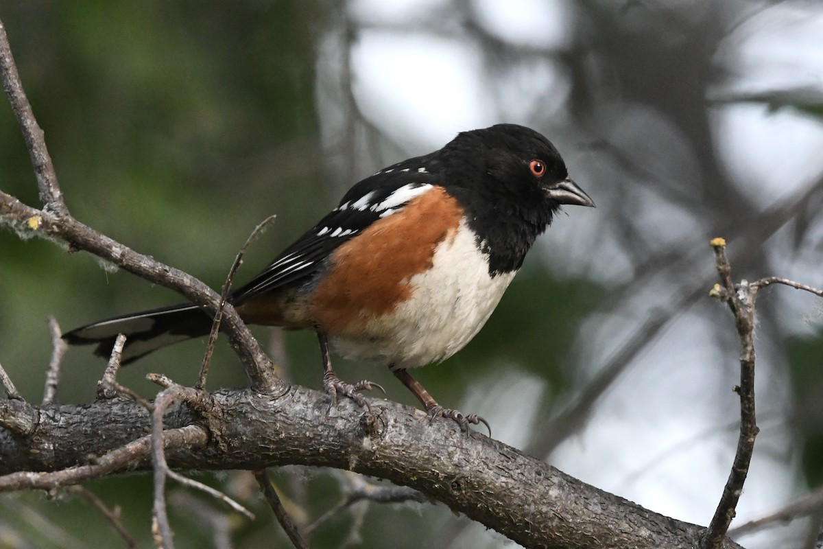Spotted Towhee - ML458135681