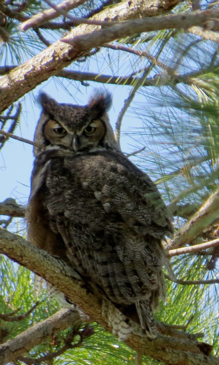 Great Horned Owl - ML45813821