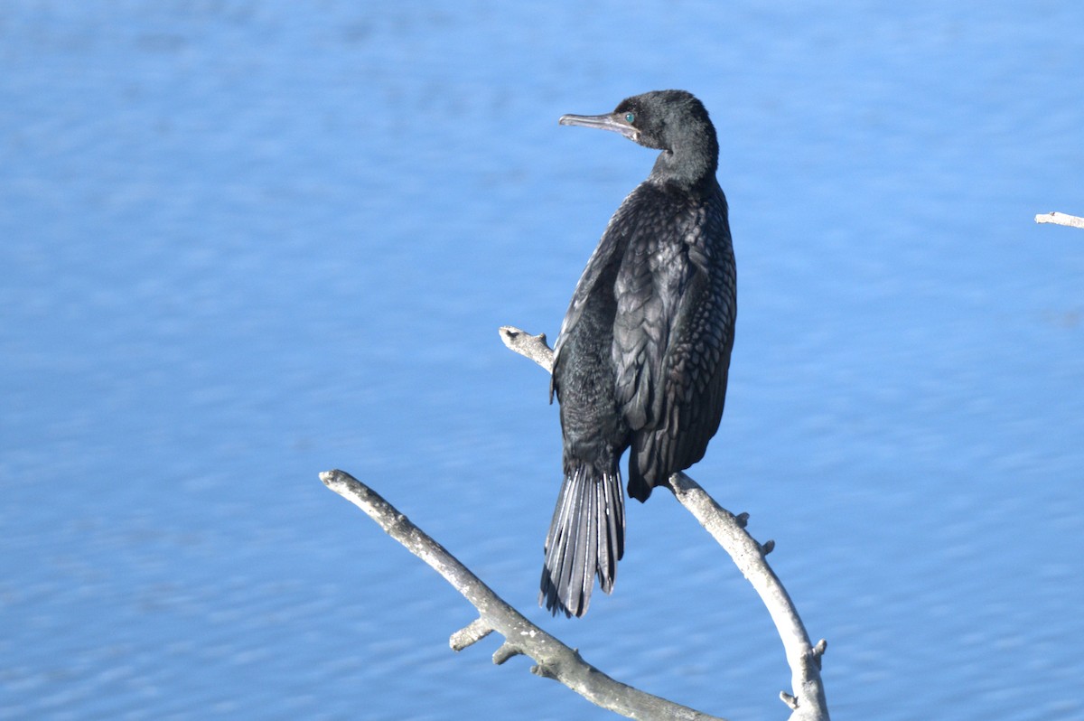Little Black Cormorant - William Abbott