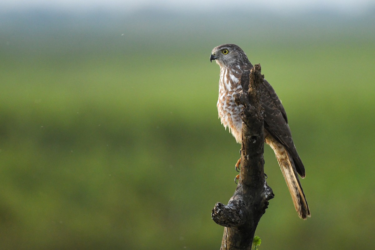 Collared Sparrowhawk - Harn Sheng Khor