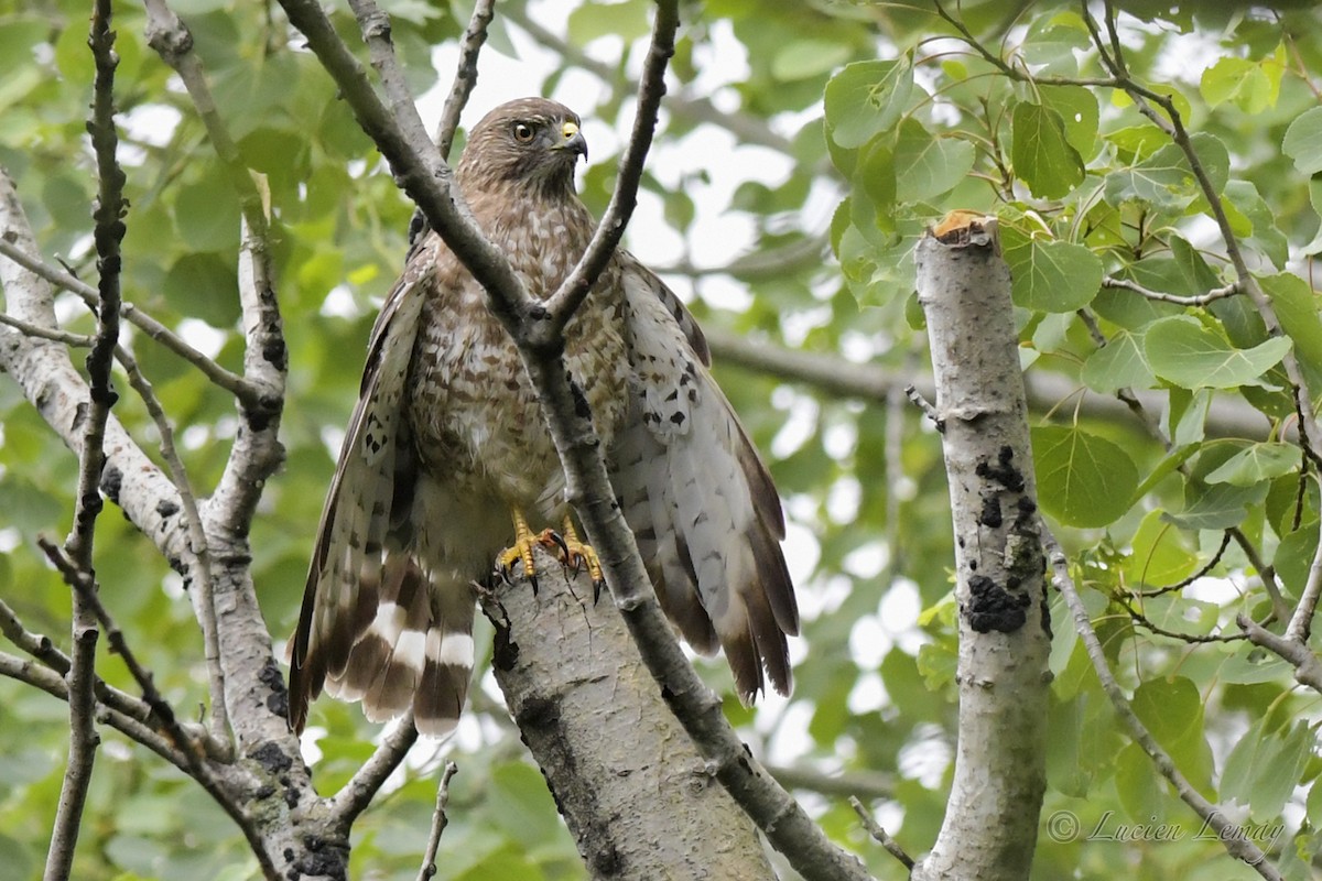 Broad-winged Hawk - Lucien Lemay