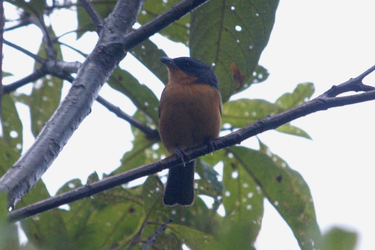 Rufous-crested Tanager - ML458147611
