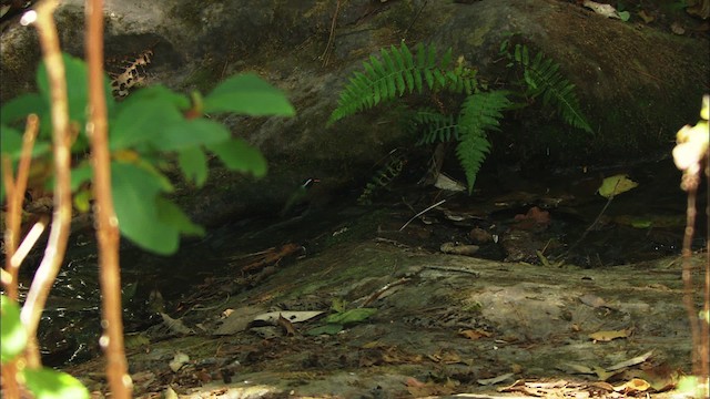 White-eared Hummingbird - ML458149