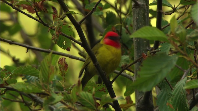 Red-headed Tanager - ML458151