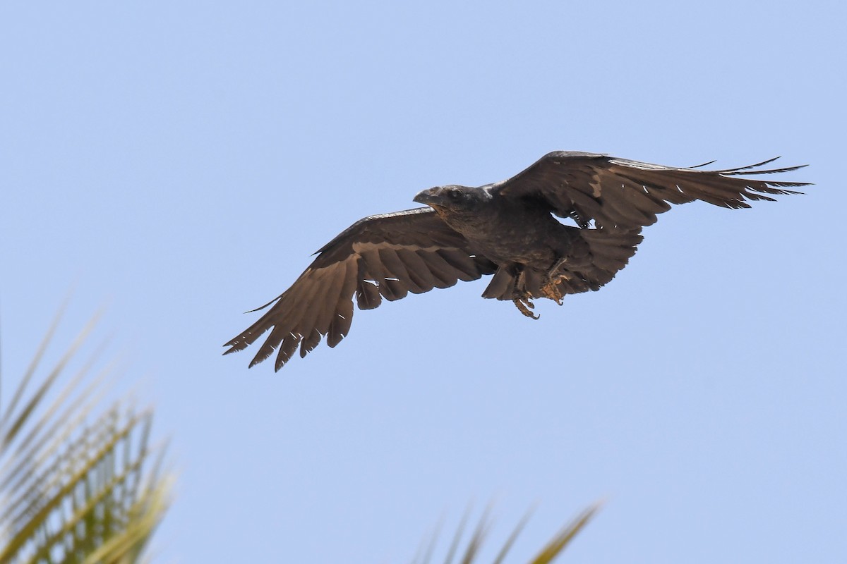 Fan-tailed Raven - ML458151031