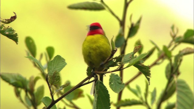 Red-headed Tanager - ML458152