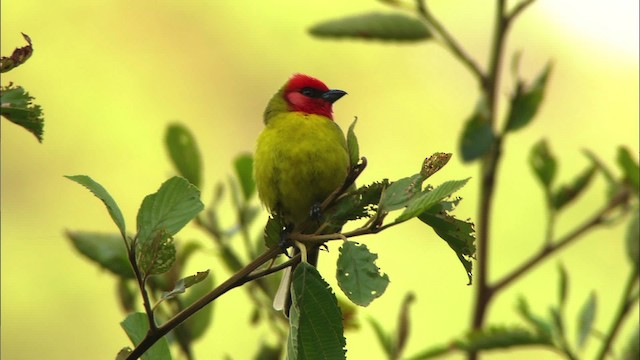 Red-headed Tanager - ML458153