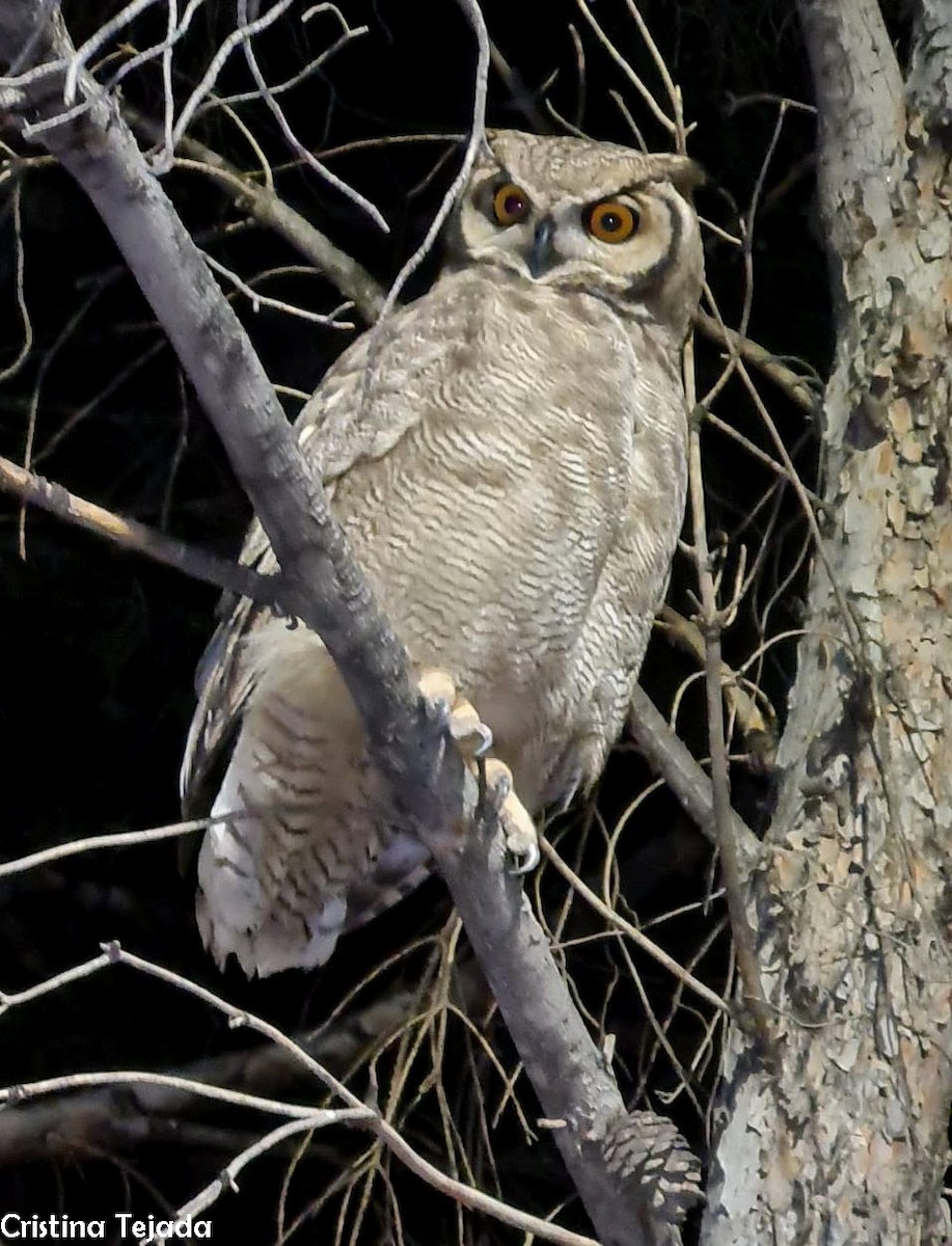 Lesser Horned Owl - ML458154051