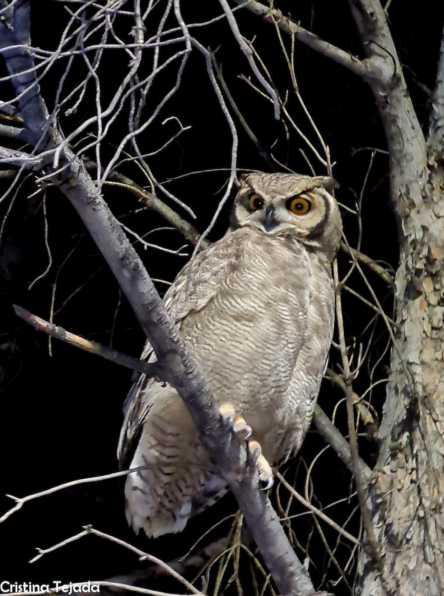 Lesser Horned Owl - ML458154061