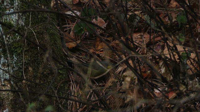 Rufous-capped Brushfinch - ML458158