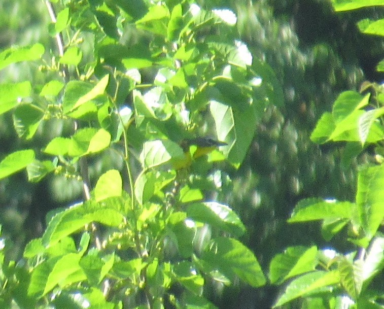 Yellow-breasted Chat - ML458163141