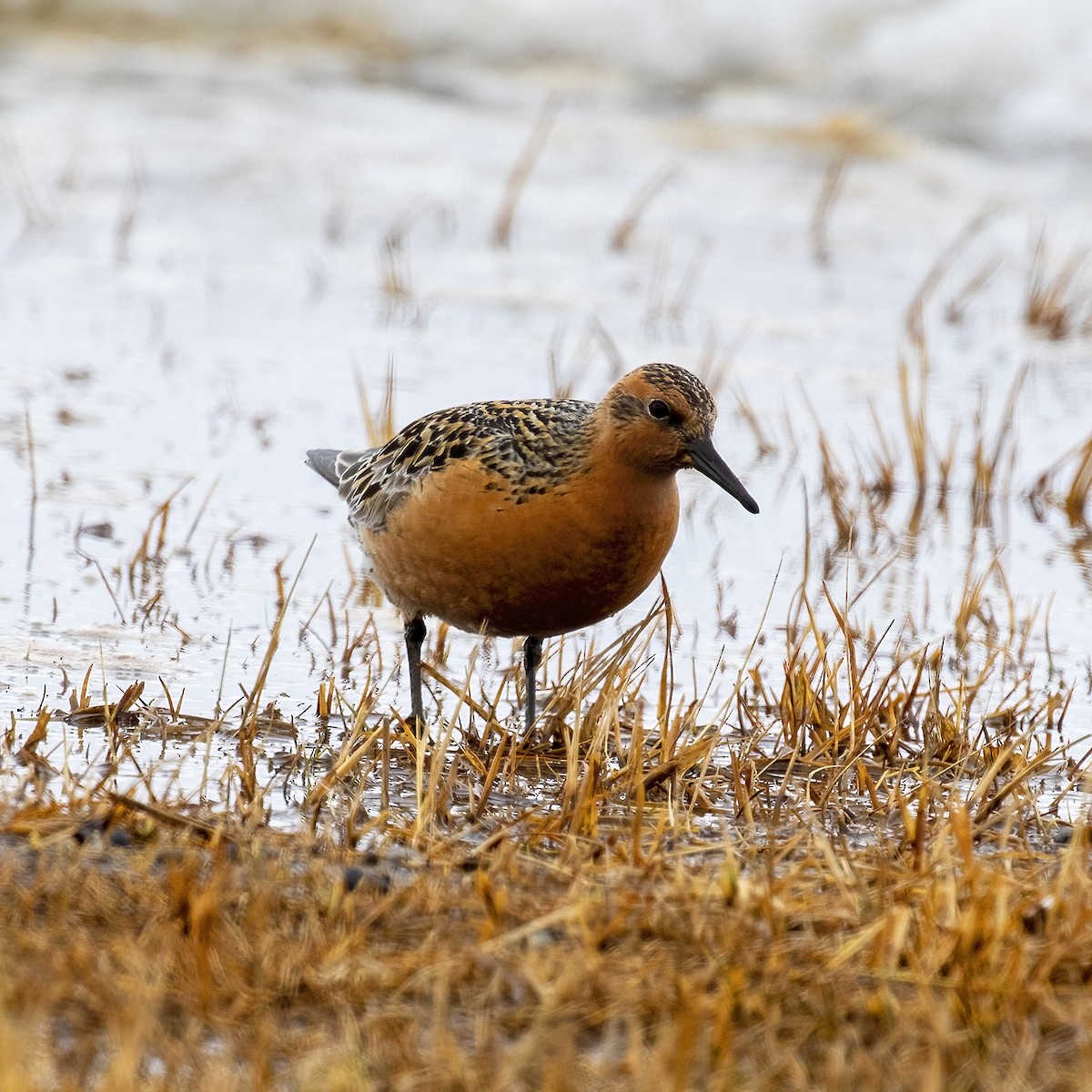 Red Knot - ML458170181