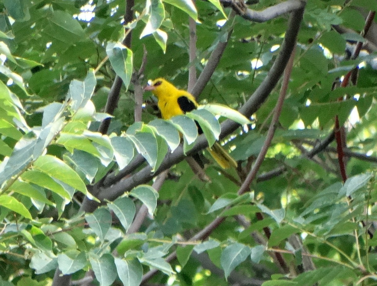 Indian Golden Oriole - ML458174581