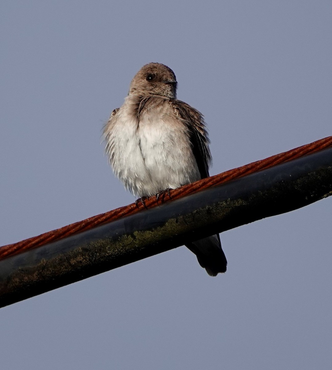 Northern Rough-winged Swallow - ML458179261