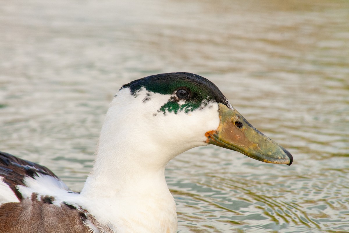 Muscovy Duck (Domestic type) - ML458186821
