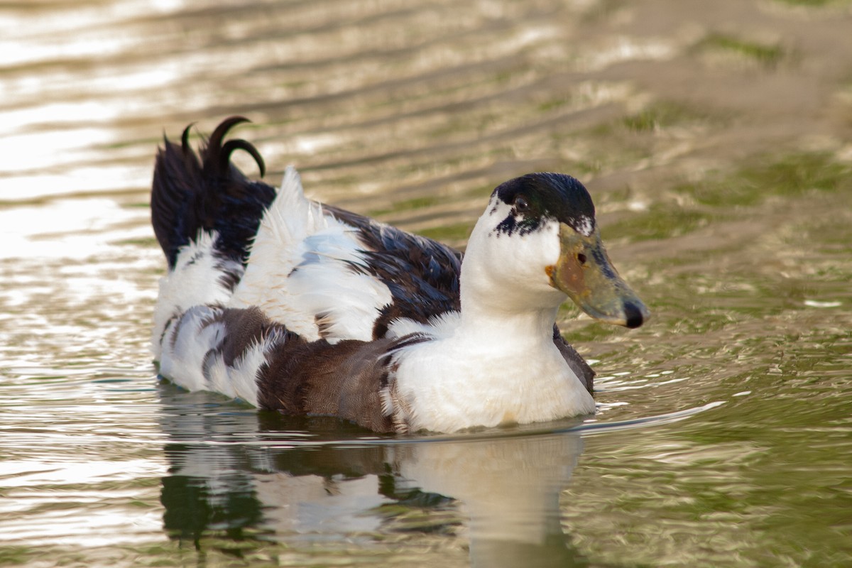 Muscovy Duck (Domestic type) - ML458186891
