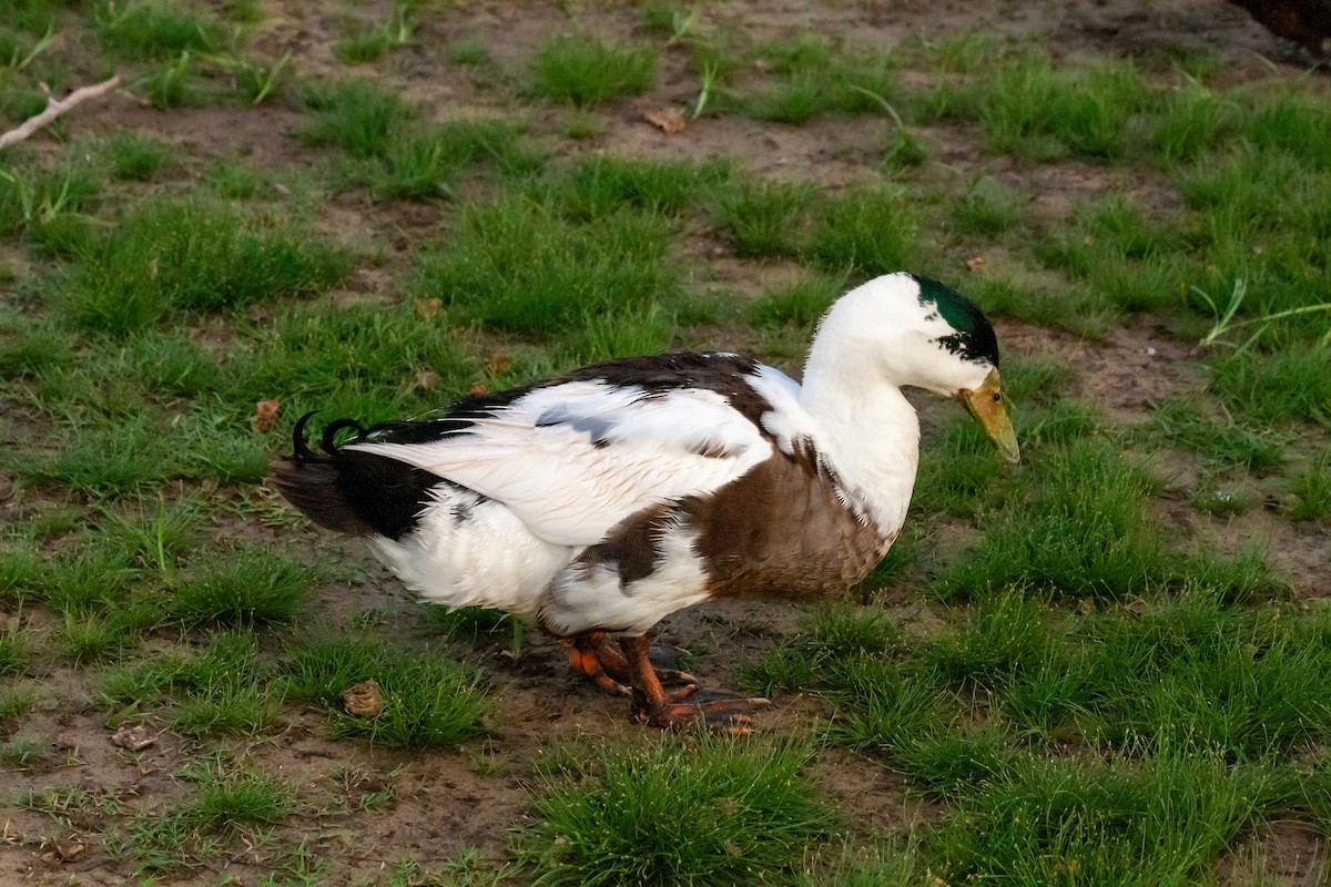 Muscovy Duck (Domestic type) - ML458186991