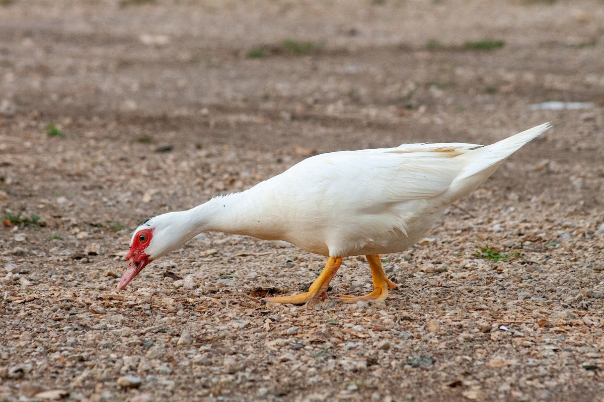 Muscovy Duck (Domestic type) - ML458187001