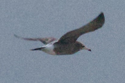 Black-tailed Gull - ML45819171